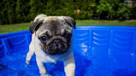 7 tips to help keep your dog cool in the summer