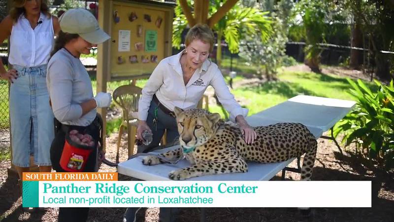 How Panther Ridge Conservation Center is working to save big cats in South Florida