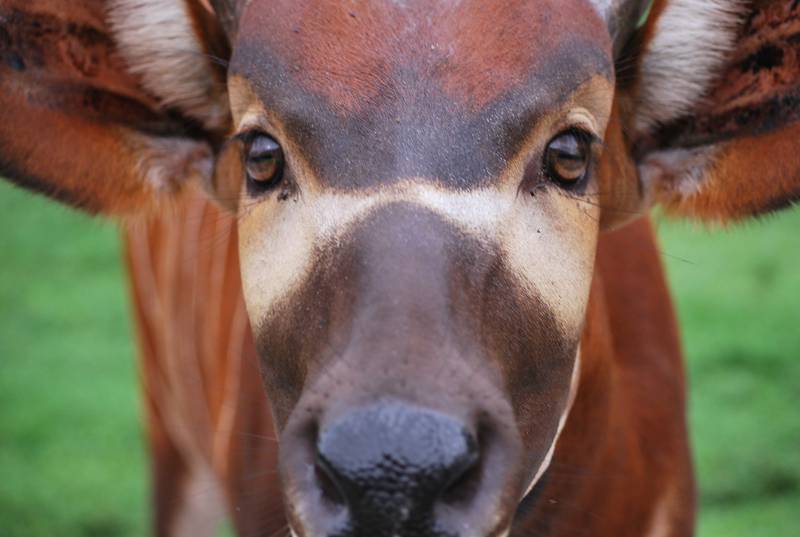 Lion Country Safari has two new antelopes, Makumi and Bakari!
