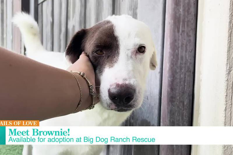Tails of Love -Adopt a new furry friend from Big Dog Ranch Rescue!